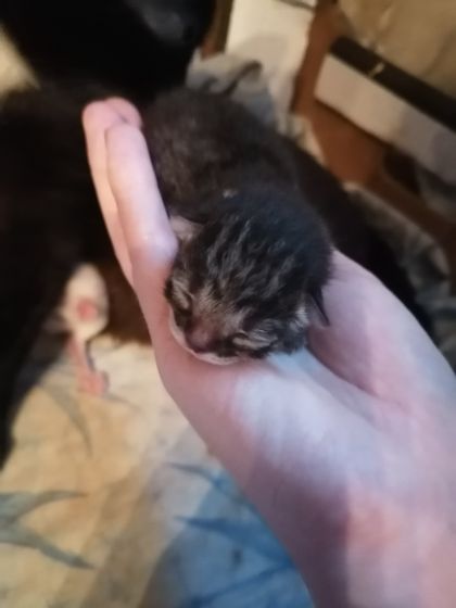 У моей кошечки родились котята ТУЛА