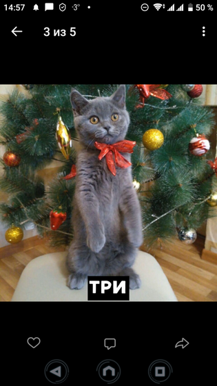 Котопост 🐱 🐱 🐱