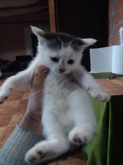 пол котят
