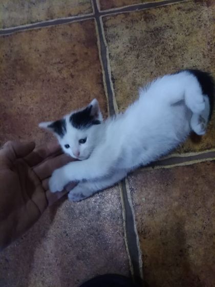 пол котят