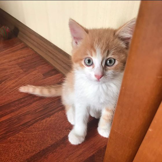Котенок и лоток (не