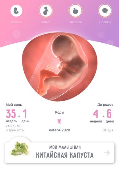 8 месяцев и 35 недель