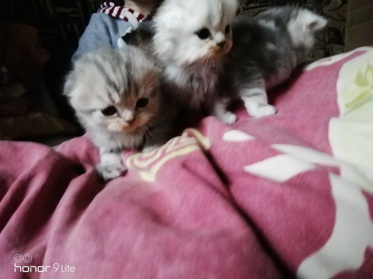 Шотландские вислоухие, привезём в