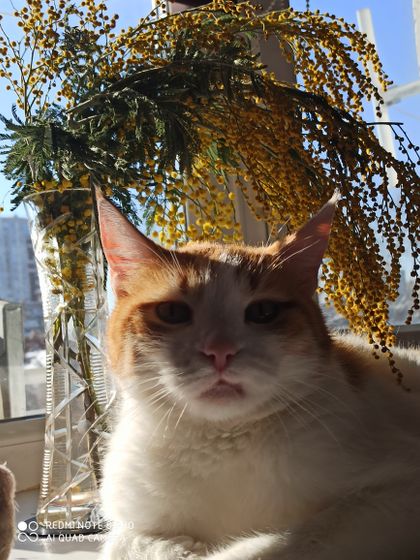 А моей котейке сегодня