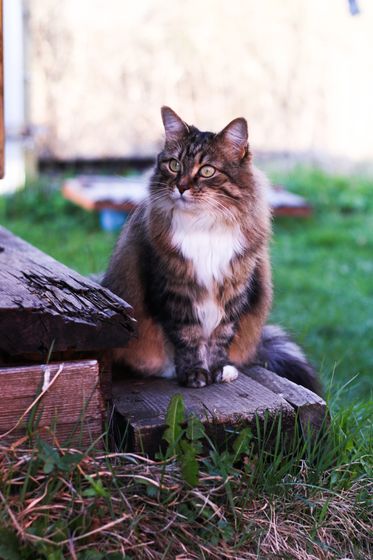 Кошка