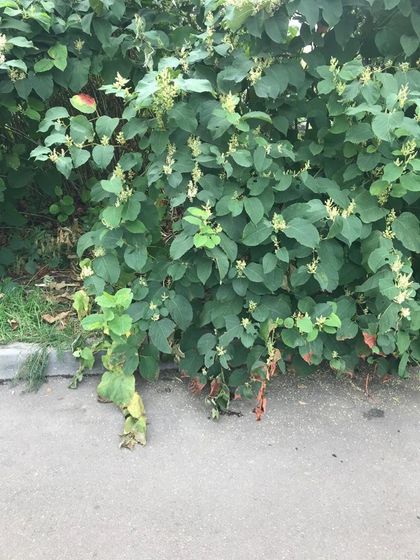 Что за куст