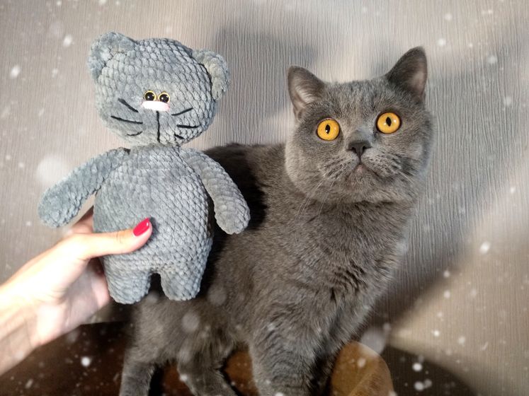🐈