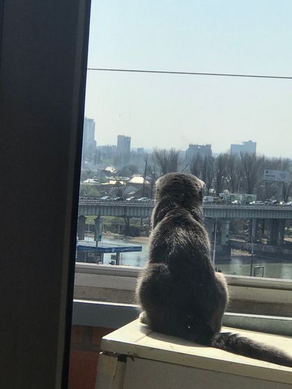 Кошка ? на карантине.