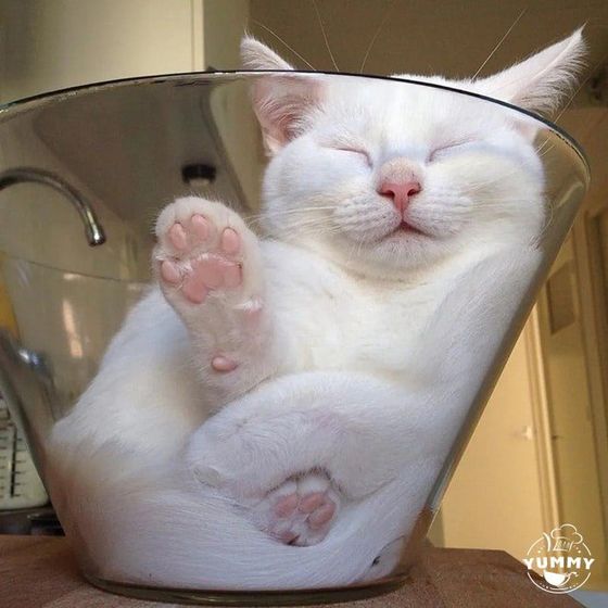 Компактные коты!))))