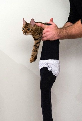 КОТОштаны, КОТОколготки - мода такая!