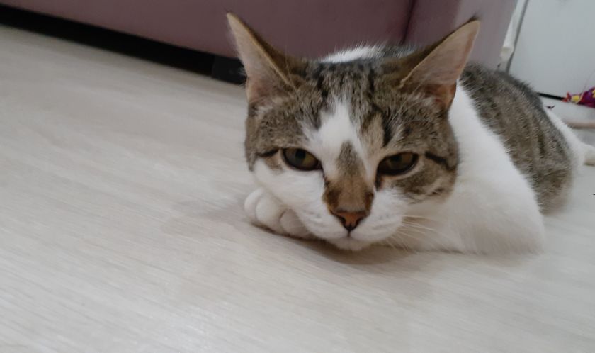 Удивляюсь новой кошке Ни
