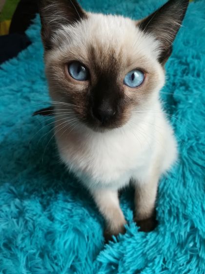 Как я котят пристраиваю