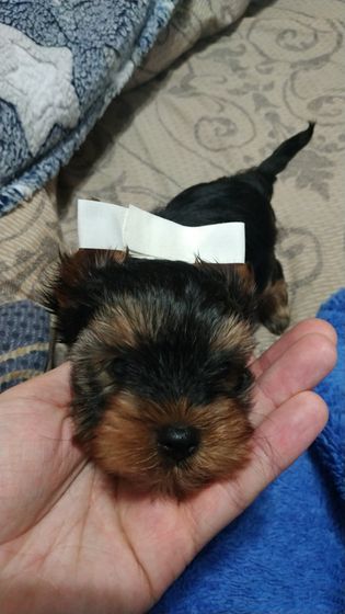У нас пополнение.🐕