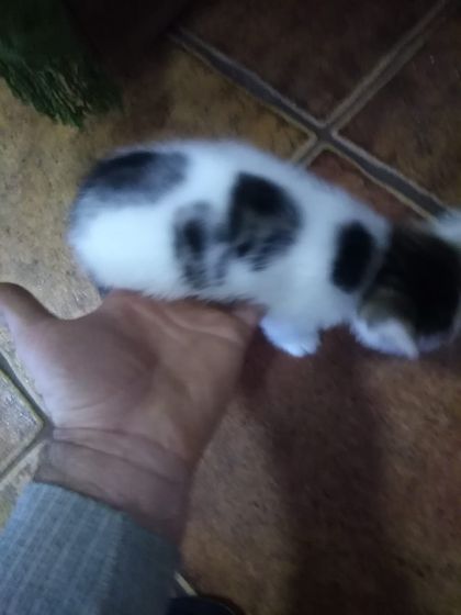 пол котят