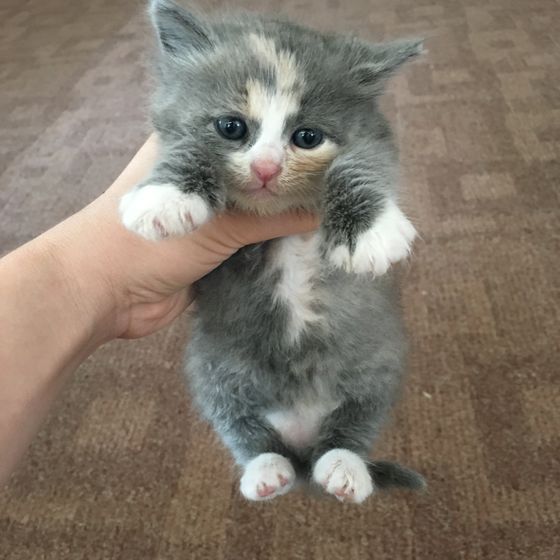 Волгоград! Котята ищут дом!