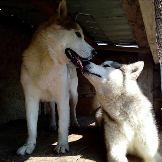 Мои мохнатые детки🐕🐕🐕🐕🐕