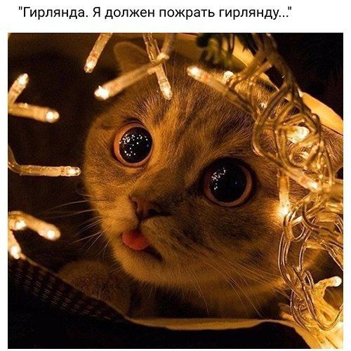 Ваши кошки дружат с ёлкой, гирляндами, игрушками, мишурой?