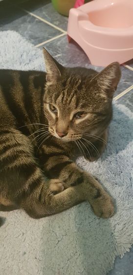 Что с котом?