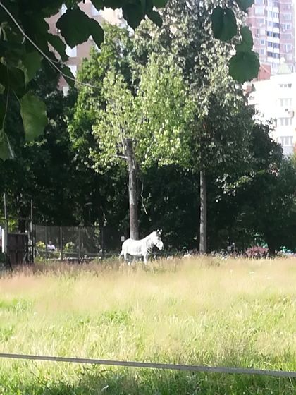 Поход в зоопарк