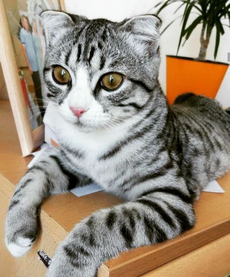 КОТ?