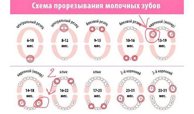 Зубная тема
