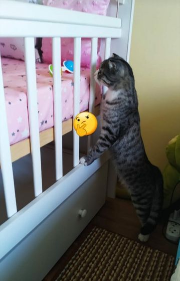 КОТ?