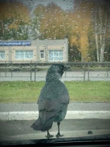 ?Ворона на капоте?