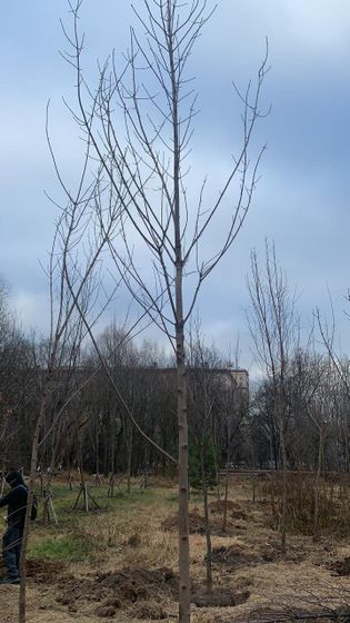 Именное дерево:)
