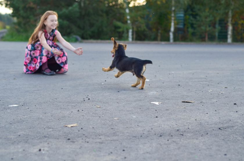 Прощание с собакевичем