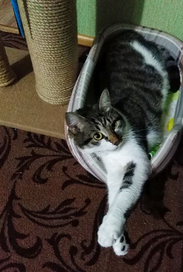 Зайчик 🐈 Вот так