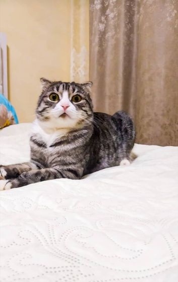 КОТ?