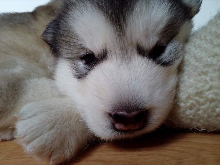 Мои мохнатые детки🐕🐕🐕🐕🐕