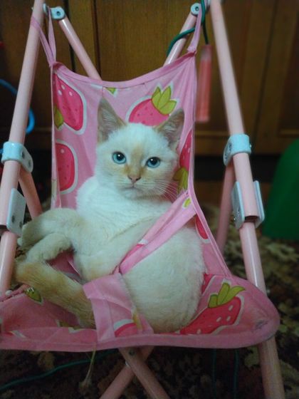 Сиамские и им подобные..
