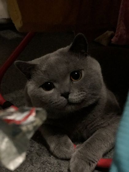 Кастрация кота и переезд