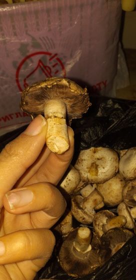 Грибы ???