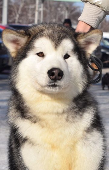 Мои мохнатые детки🐕🐕🐕🐕🐕