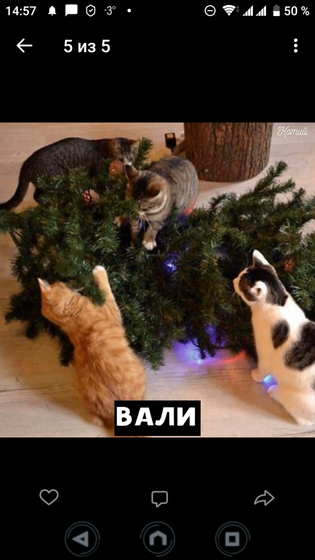 Котопост 🐱 🐱 🐱
