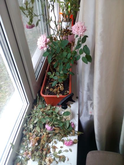 Каюк моим розам