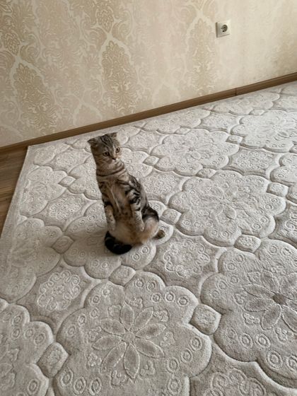 Девочки!!!