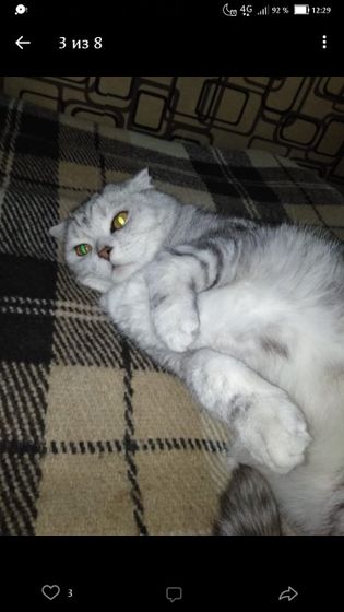 Красивый кот готов стать вашим любимцем.