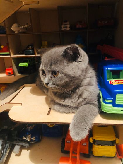 Почему у котёнка Скоттиш Фолд встали ушки ?
