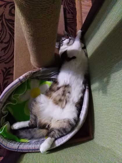 Коты - это жидкость,