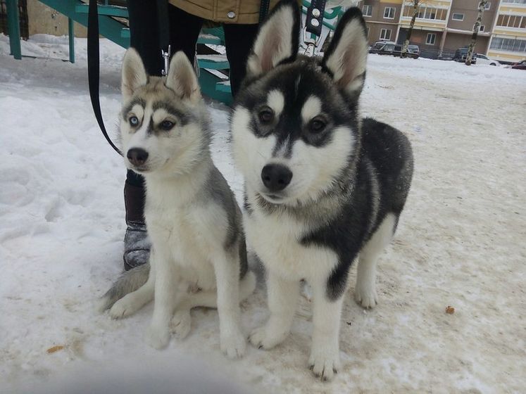 🐺🐺🐺