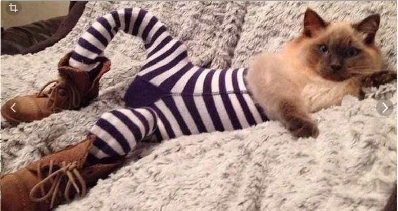 КОТОштаны, КОТОколготки - мода такая!