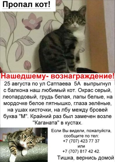 От нас ушел кот