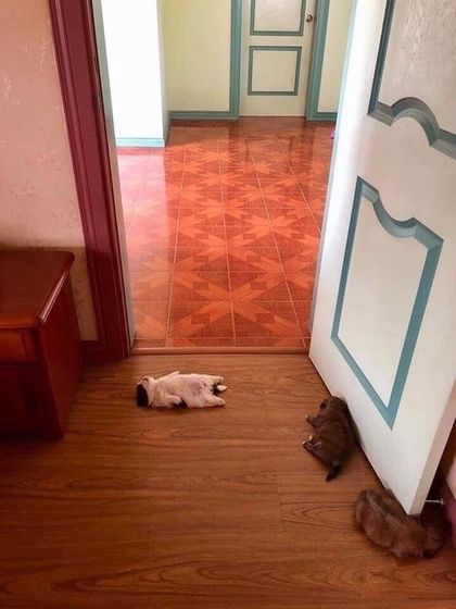 Щенок спит))))