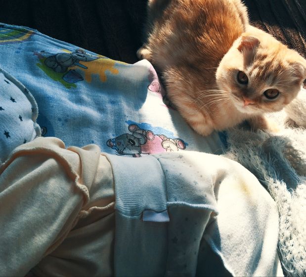 Усатый нянь 😽