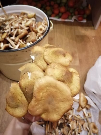 Грибы...