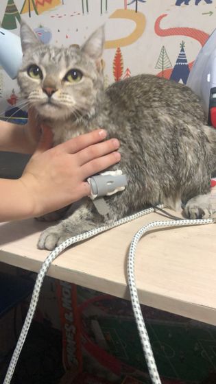 Ласковая кошечка.