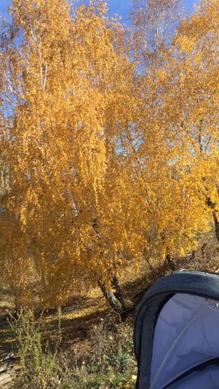 Наша первая осень🍂🍂🍂🍁🍁🍁погода вообще